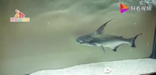 龍魚和鯊魚能一起養嗎：如何判斷龍魚和鯊魚能否一起養