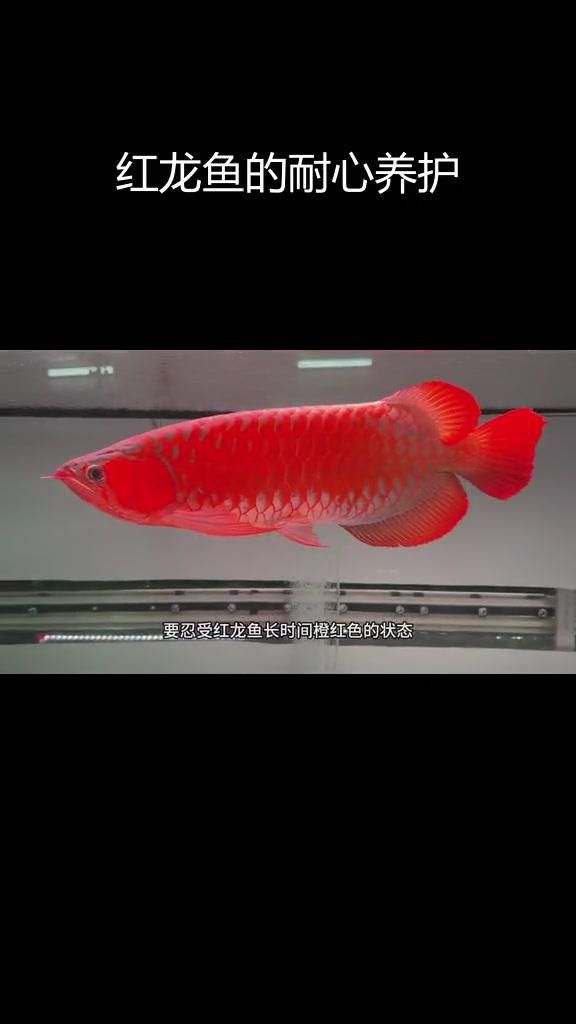 紅龍魚辣椒品種的飼養難度如何？