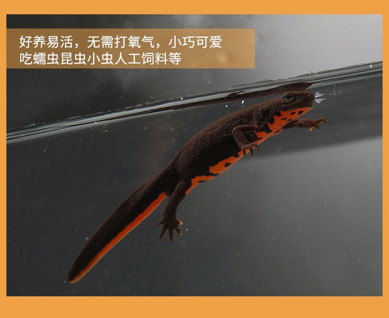 六角恐龍魚身上有白色絮狀物傳染人不（六角恐龍魚身上出現白色絮狀物是怎么回事）