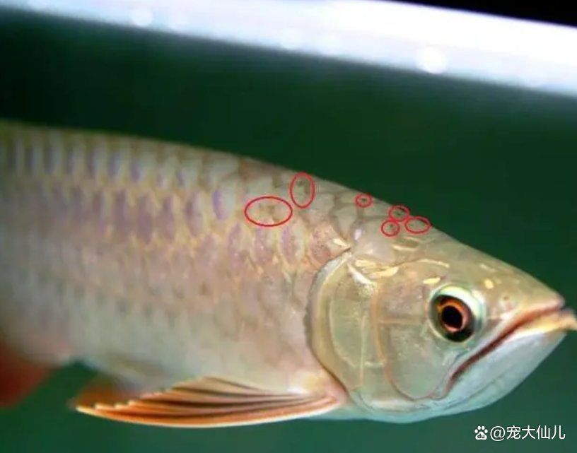 龍魚內寄生蟲的癥狀有哪些？