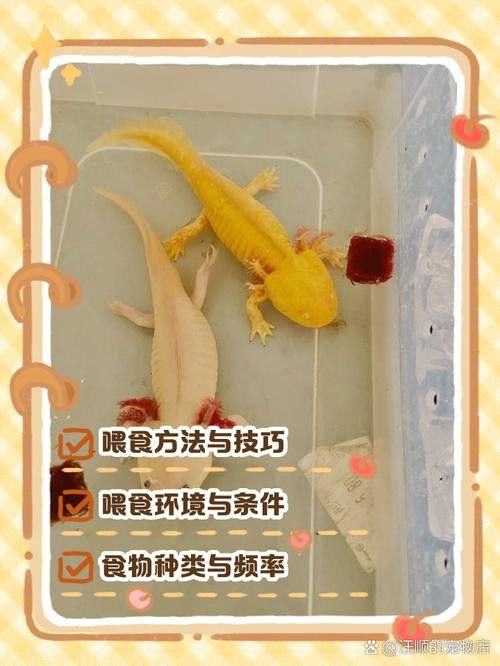 恐龍魚(yú)幼魚(yú)吃什么食物最好