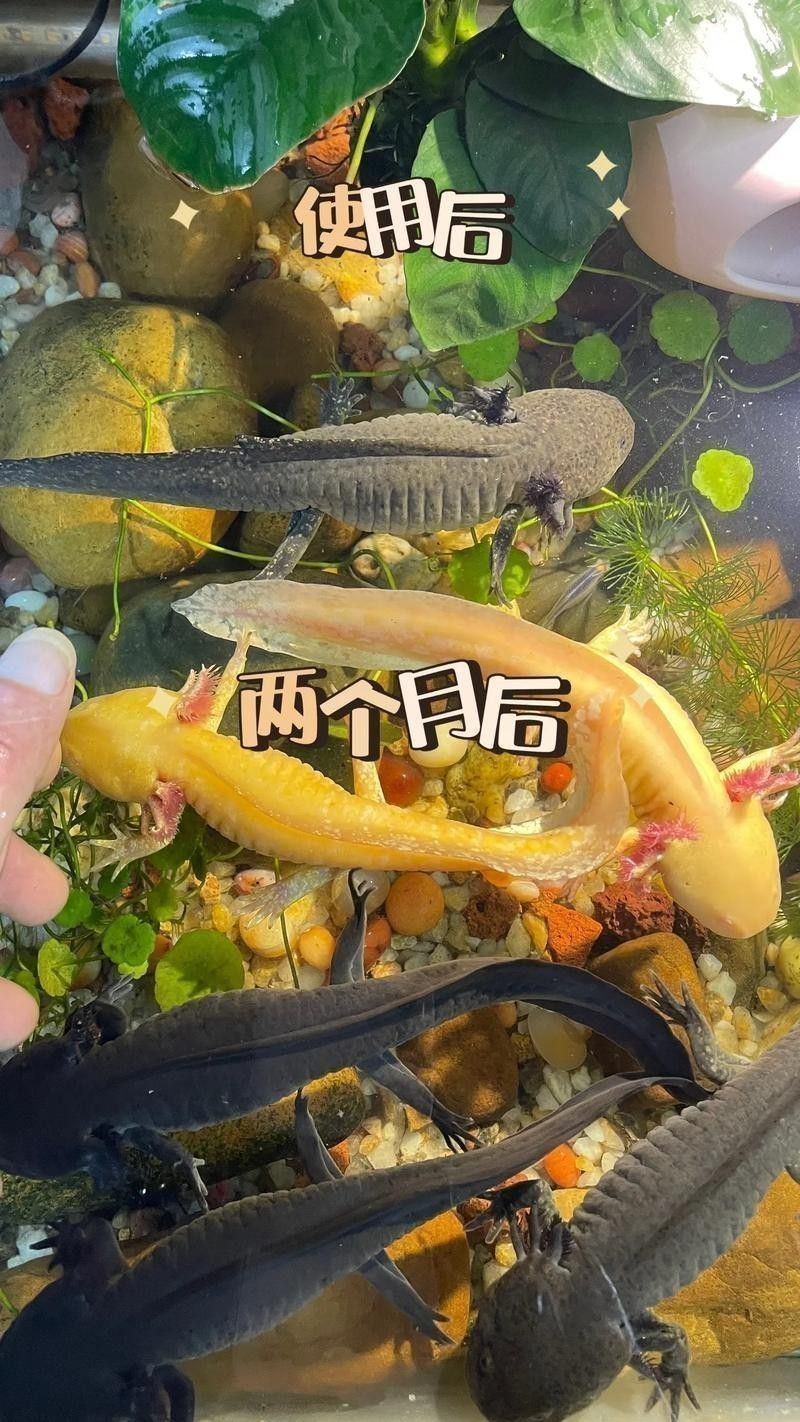 恐龍魚(yú)幼魚(yú)吃什么食物最好