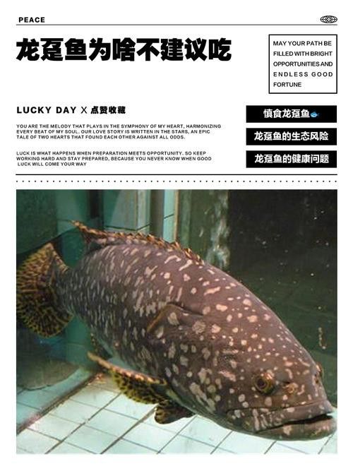 最大龍魚圖片高清