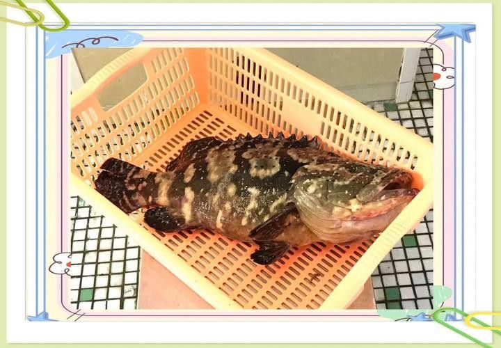 最大龍魚圖片高清