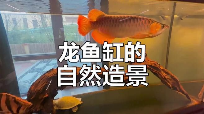 紅龍魚缸里放沉木好嗎