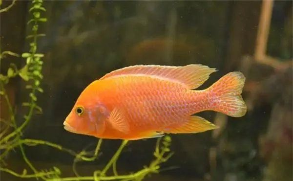 紅龍魚缸里放沉木好嗎