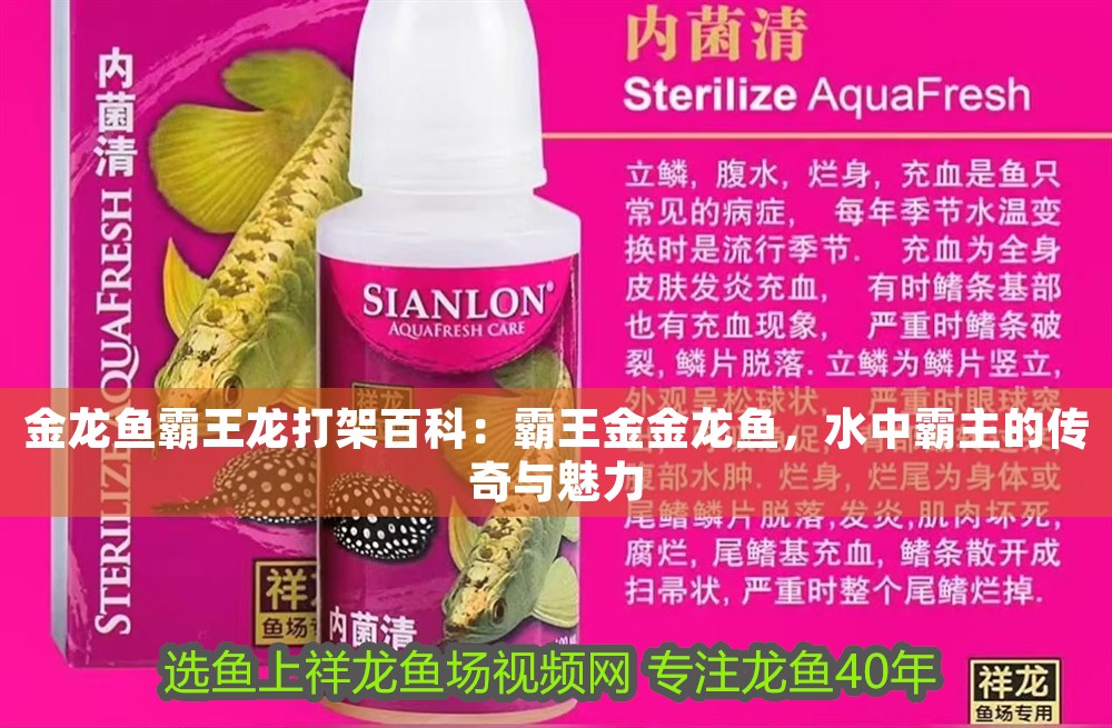 金龍魚霸王龍打架百科：霸王金金龍魚，水中霸主的傳奇與魅力