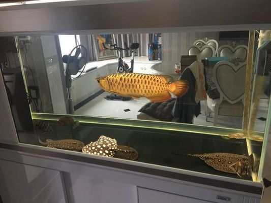 龍魚吧 百度貼吧：龍魚吧是百度貼吧中的一個水族交流平臺，被稱為龍友娛樂驛站
