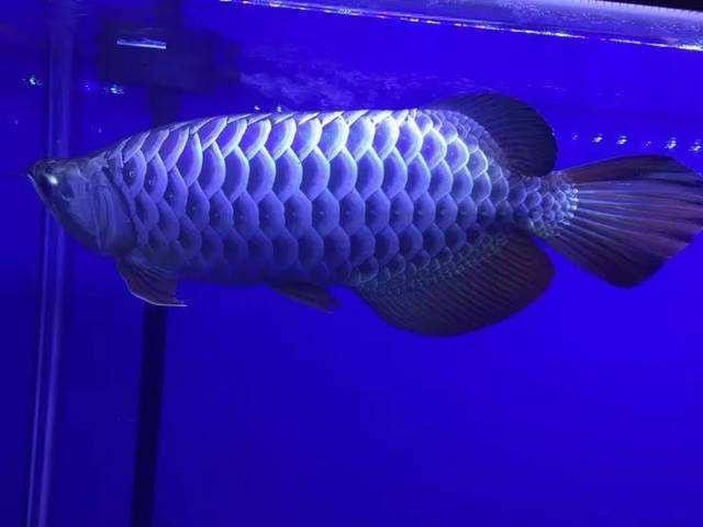 60的魚缸可以養龍魚嗎 60的魚缸可以養龍魚嗎 龍魚百科 第9張