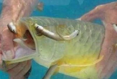 金龍魚不吃東西了會死嗎 金龍魚不吃東西了會死嗎 龍魚百科 第3張