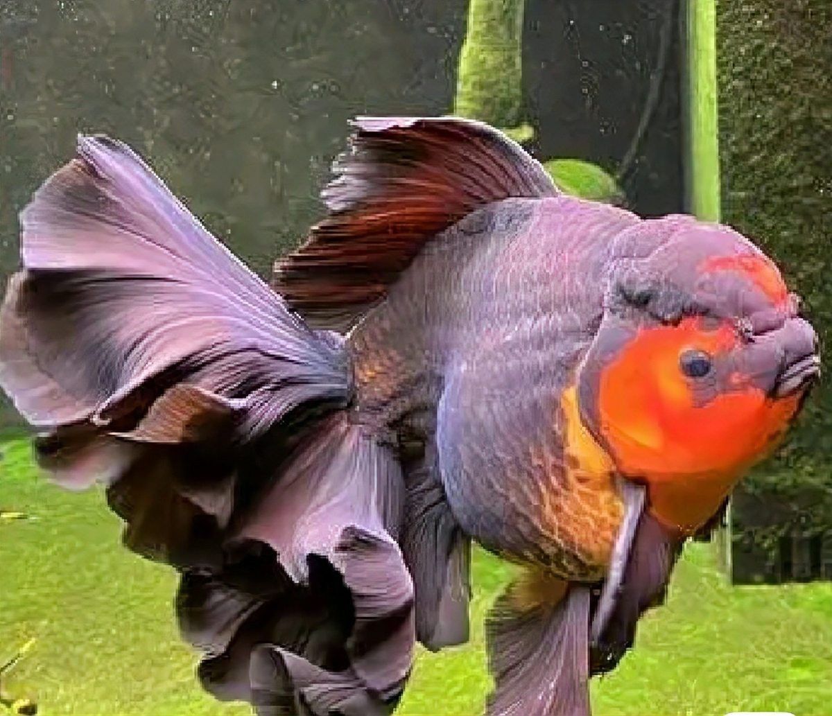 魚充血后需要停食嗎？