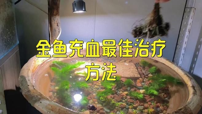 魚充血后需要停食嗎？