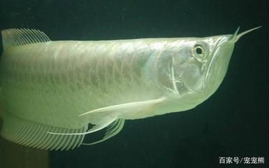 養(yǎng)龍魚的方法有幾種類型：養(yǎng)龍魚的主要方式類型