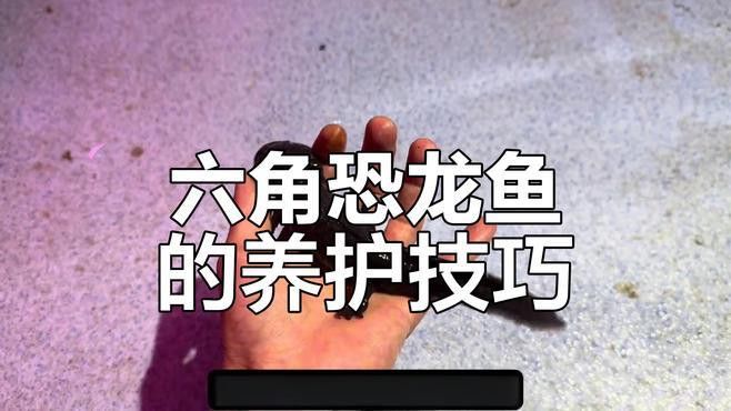 如何預(yù)防六角龍疾病