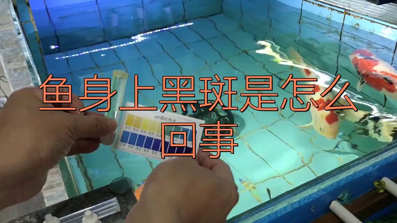 雷龍魚身上長黑斑