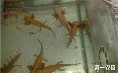 龍魚的飼養要求標準是多少條：龍魚的飼養條件是怎樣的？ 龍魚的飼養要求標準是多少條：龍魚的飼養條件是怎樣的？ 龍魚百科 第1張