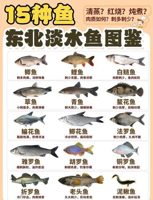 冷水魚(yú)大全品種圖片