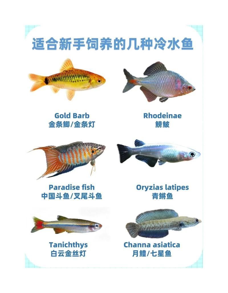 冷水魚(yú)大全品種圖片