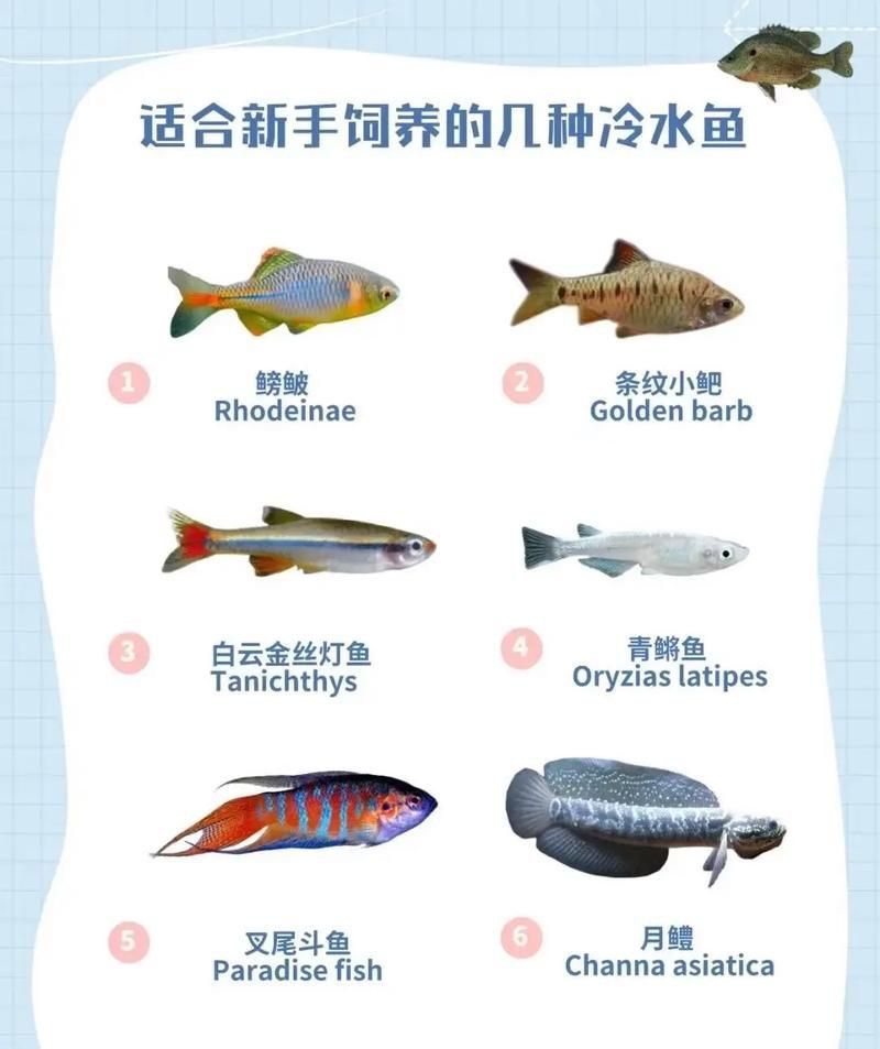 冷水魚(yú)大全品種圖片