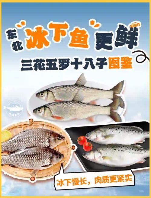 冷水魚大全品種圖片