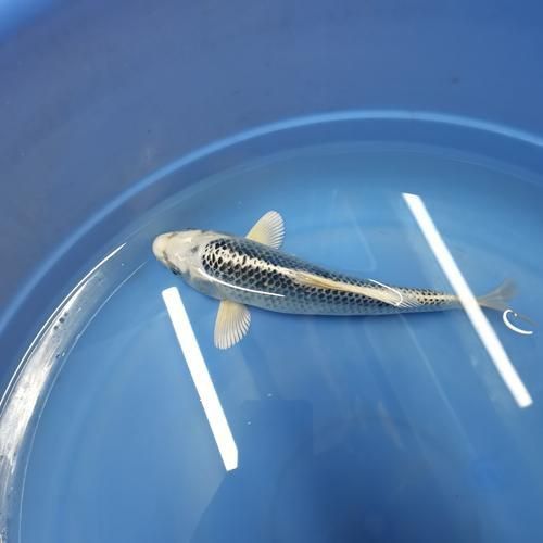 冷水魚大全品種圖片