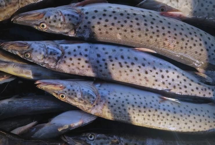 冷水魚大全品種圖片