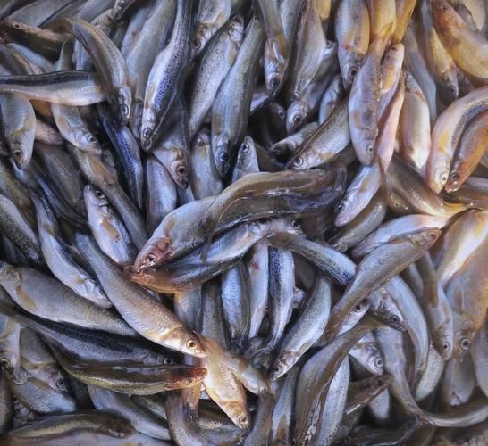 冷水魚大全品種圖片