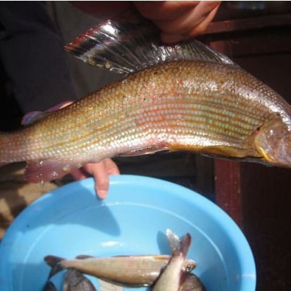 冷水魚大全品種圖片