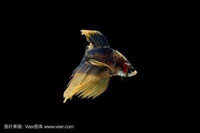 金龍魚動(dòng)態(tài)壁紙（金龍魚動(dòng)態(tài)壁紙是一種可以讓您的手機(jī)或電腦更加生動(dòng)有趣的軟件）