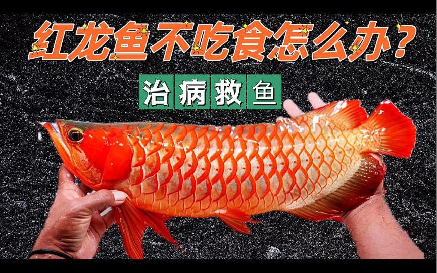 紅龍魚拒食后應該如何處理？