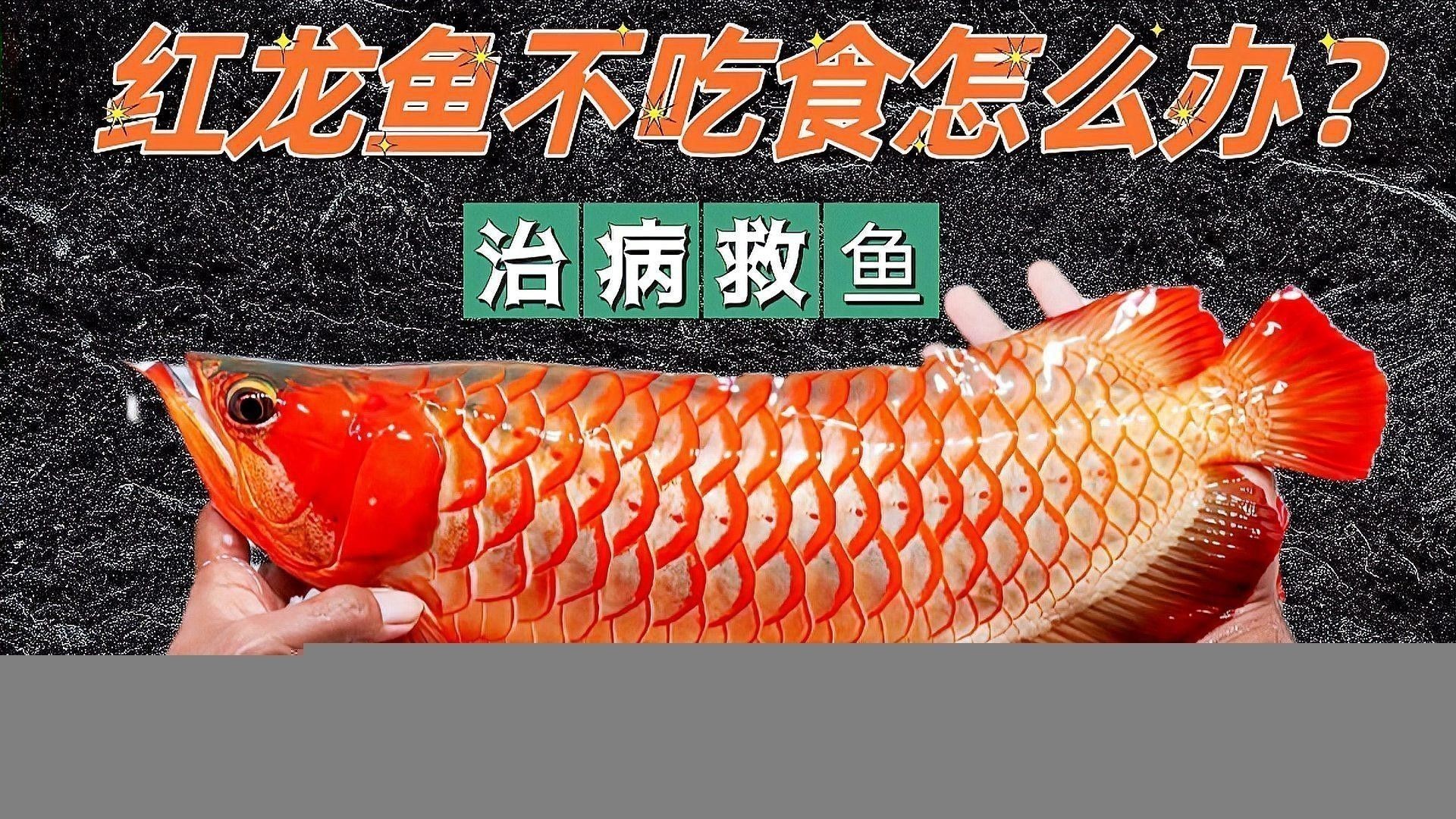 紅龍魚拒食后應該如何處理？