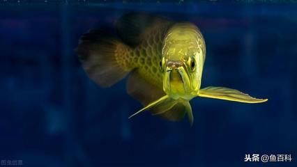 龍魚缸哪個品牌好：2024龍魚缸十大品牌排行榜-龍魚缸哪個牌子好