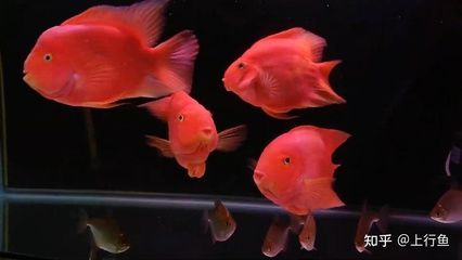 銀龍魚和鸚鵡魚混養吃什么魚食好（銀龍魚和鸚鵡魚混養時選擇合適的魚食非常重要）