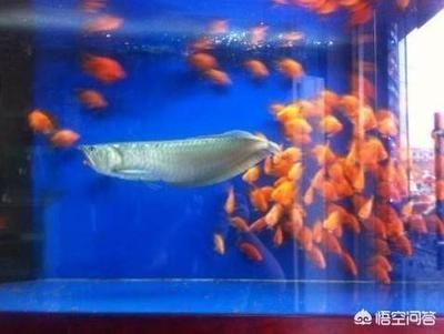 銀龍魚和鸚鵡魚混養吃什么魚食好（銀龍魚和鸚鵡魚混養時選擇合適的魚食非常重要）