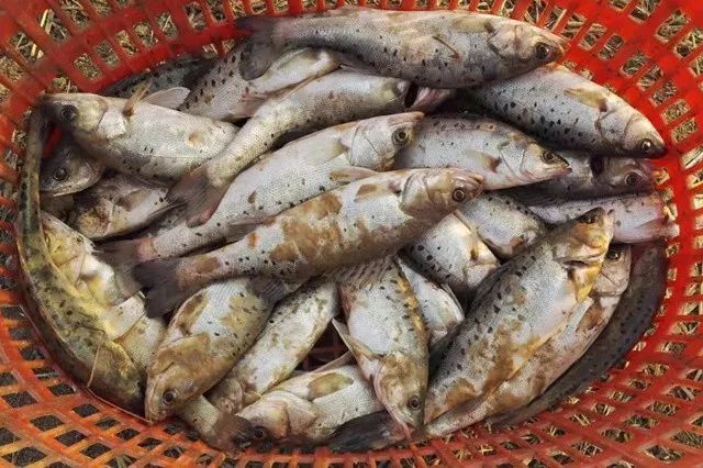 龍魚最愛吃什么飼料：龍魚最愛吃什么飼料，龍魚飼料品牌推薦，