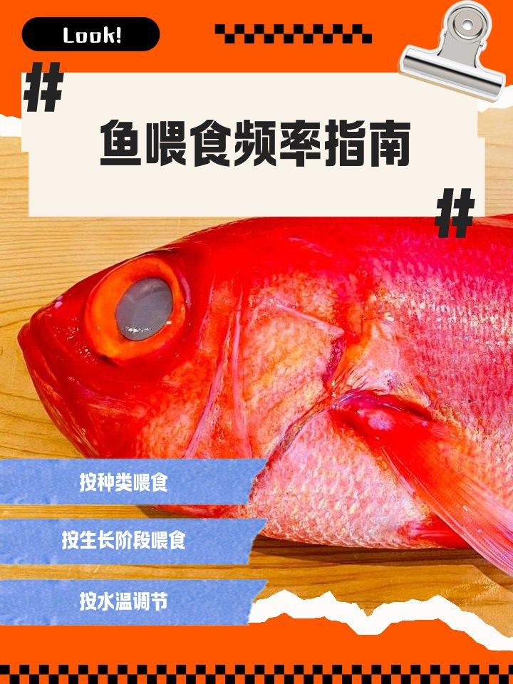 金龍魚恢復期間需要多久喂一次？