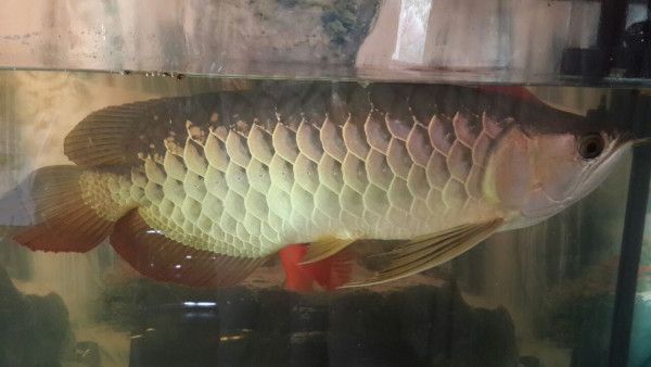 金龍魚掉了一片鱗怎么回事：金龍魚掉鱗可能由多種原因引起，