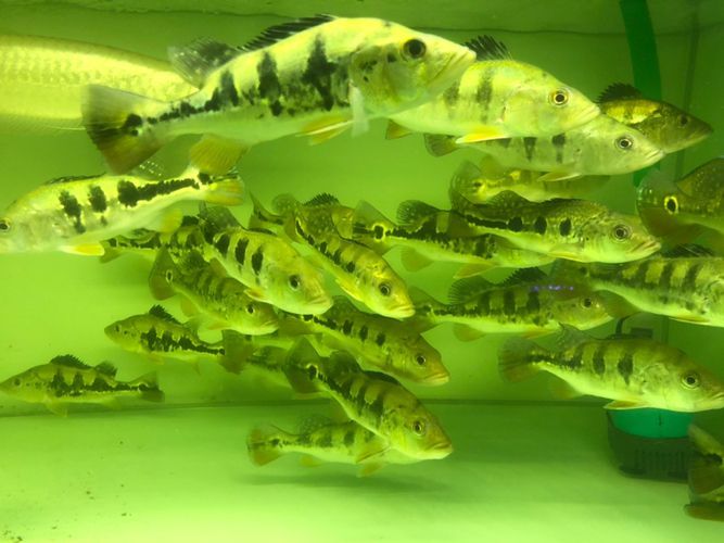 帝王三間和龍魚打架誰贏了啊:帝王三間與龍魚打架案例分析帝王三間與龍魚打架案例分析 龍魚百科 第2張 帝王三間和龍魚打架誰贏了啊:帝王三間與龍魚打架案例分析帝王三間與龍魚打架案例分析 帝王三間和龍魚打架誰贏了啊:帝王三間與龍魚打架案例分析帝王三間與龍魚打架案例分析 龍魚百科 第2張