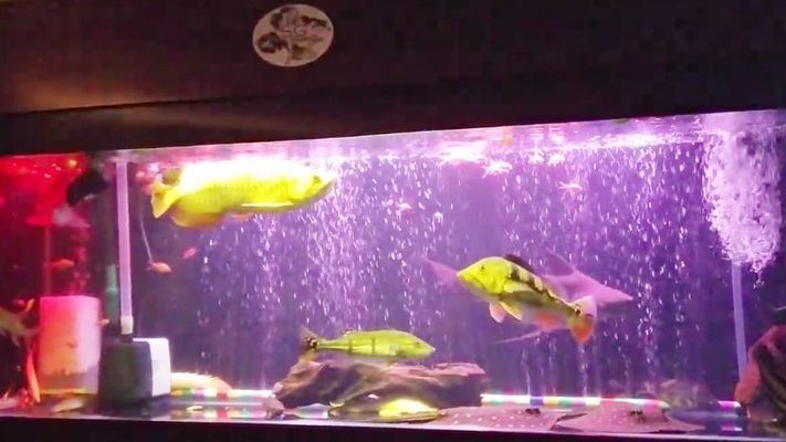帝王三間和龍魚打架誰贏了啊:帝王三間與龍魚打架案例分析帝王三間與龍魚打架案例分析 龍魚百科 第5張 帝王三間和龍魚打架誰贏了啊:帝王三間與龍魚打架案例分析帝王三間與龍魚打架案例分析 帝王三間和龍魚打架誰贏了啊:帝王三間與龍魚打架案例分析帝王三間與龍魚打架案例分析 龍魚百科 第5張