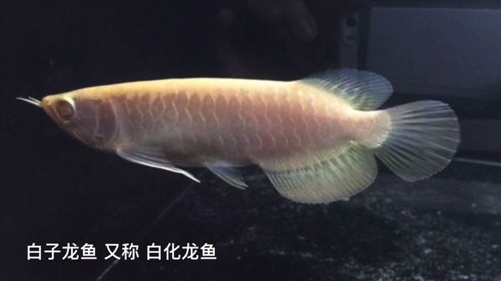 金龍魚變化（金龍魚業績波動原因）
