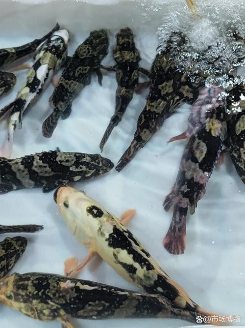 斑尾龍魚圖片