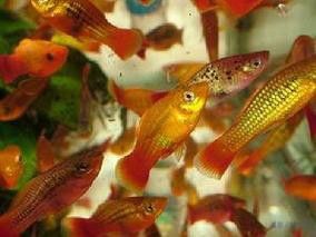 斑尾龍魚圖片