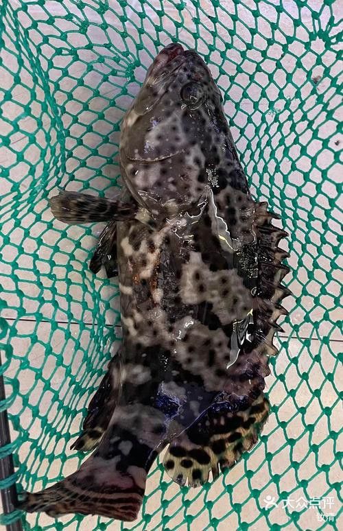 斑尾龍魚圖片