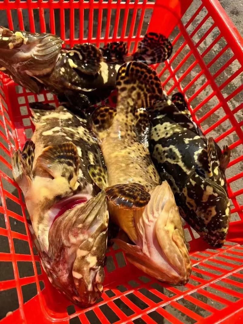 斑尾龍魚圖片
