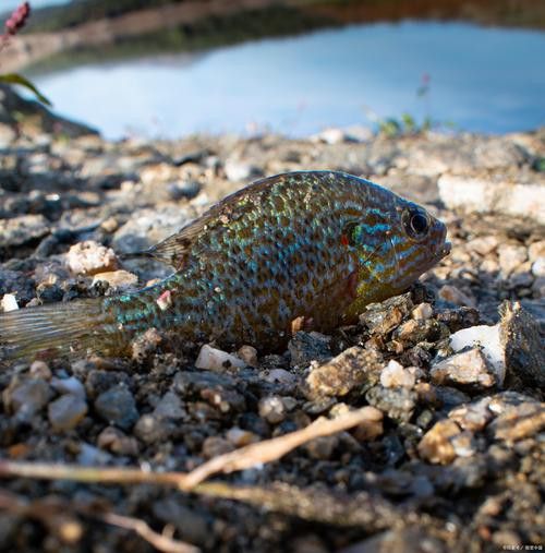 斑尾龍魚圖片