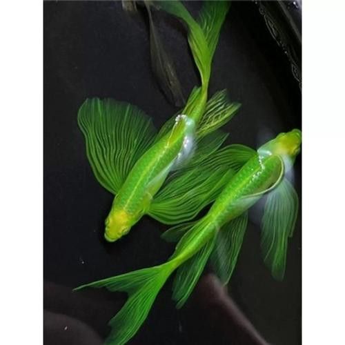 斑尾龍魚圖片
