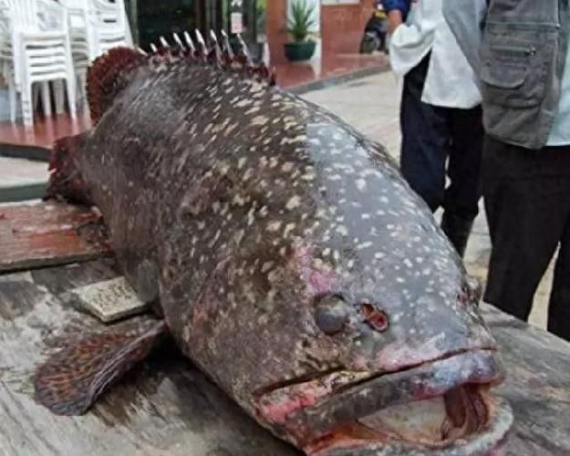 斑尾龍魚圖片