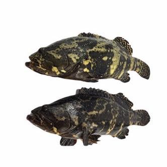 斑尾龍魚圖片
