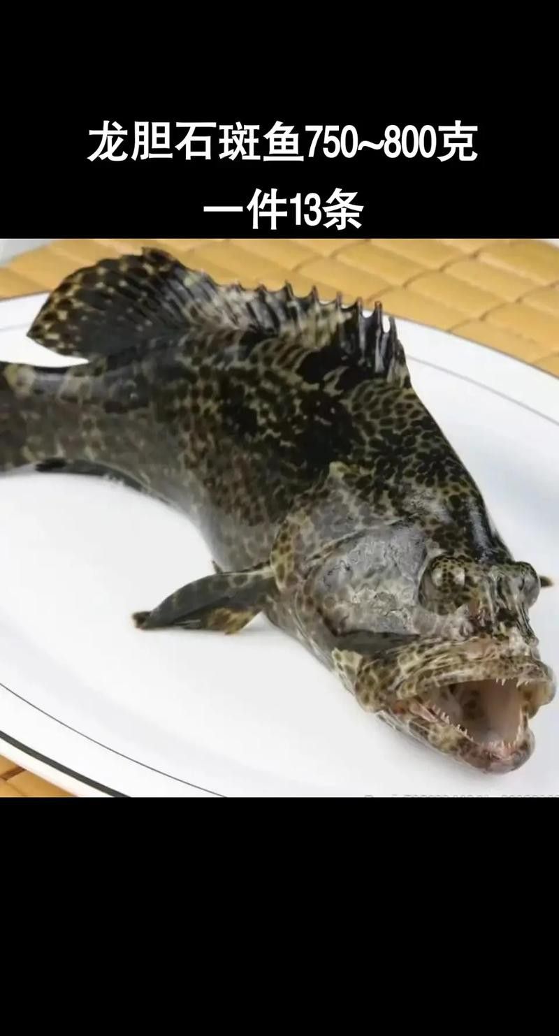 斑尾龍魚圖片