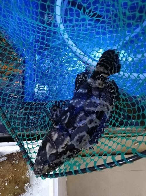 斑尾龍魚圖片